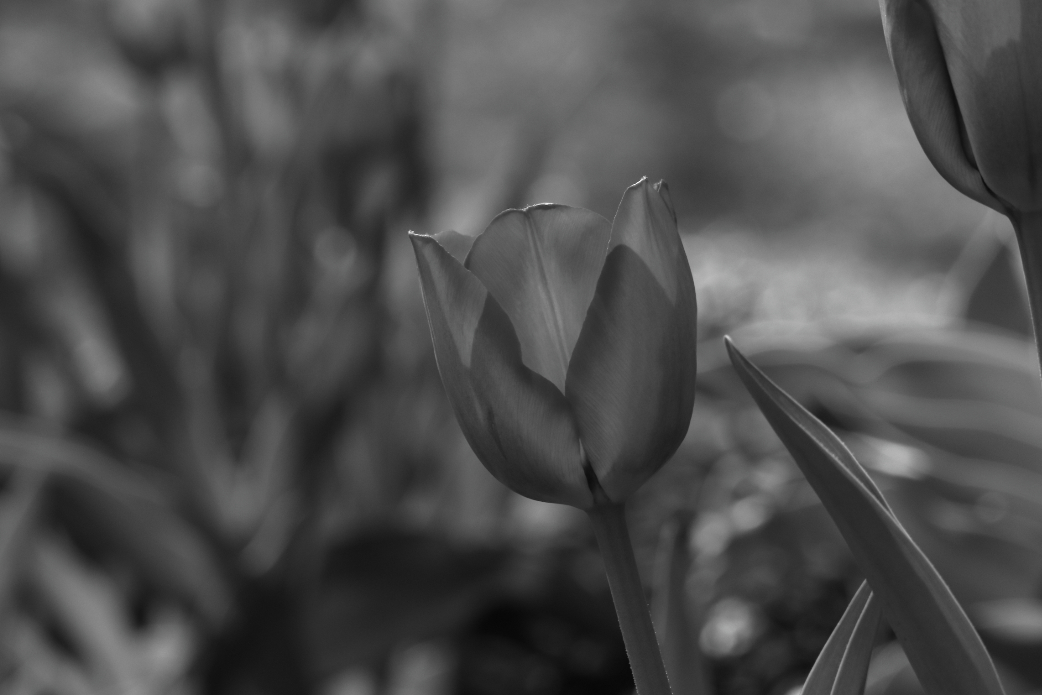 2021 04 24 HTP 51210ebw